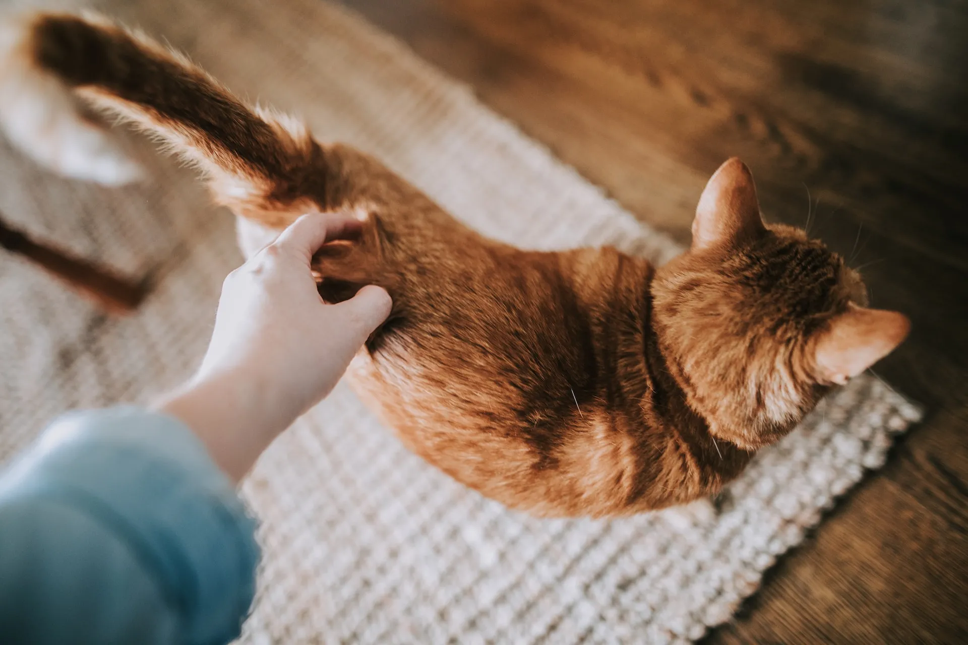 musica per gatti e animali